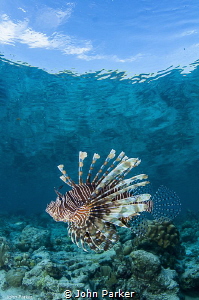 Lionfish with reef reflections by John Parker 